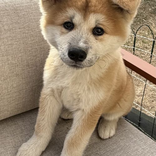 Chiots akita inu lof #4