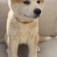 Chiots akita inu lof #2