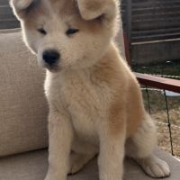 Chiots akita inu lof #3
