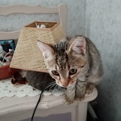 Tango cherche une famille