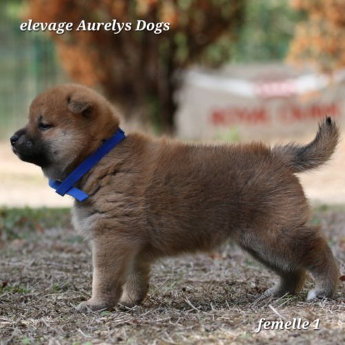 A réserver chiots femelles shiba inu