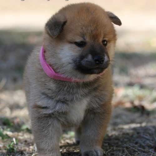 A réserver chiots femelles shiba inu #3
