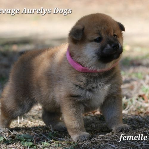 A réserver chiots femelles shiba inu #5