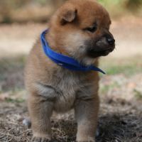 A réserver chiots femelles shiba inu #2