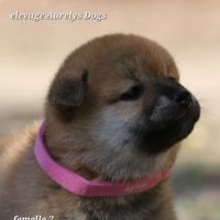 A réserver chiots femelles shiba inu #4