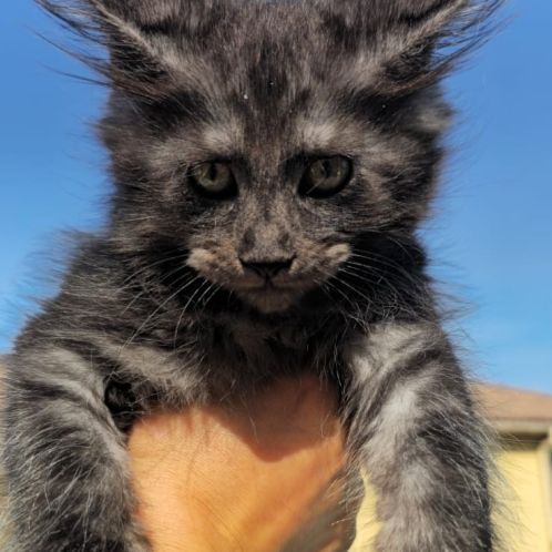 Chatons maine coon loof black smoke et black solid #1