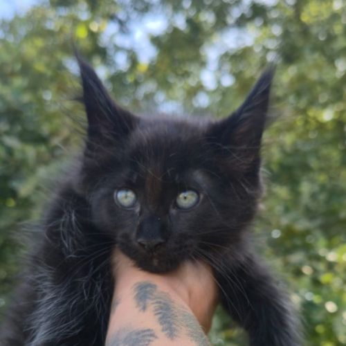 Chatons maine coon loof black smoke et black solid #3