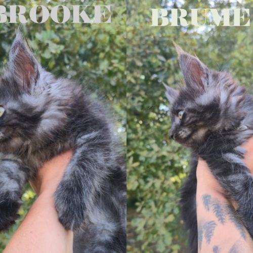 Chatons maine coon loof black smoke et black solid #4