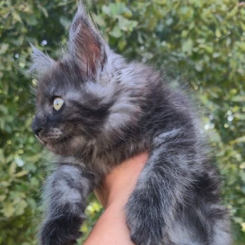 Chatons maine coon loof black smoke et black solid #5