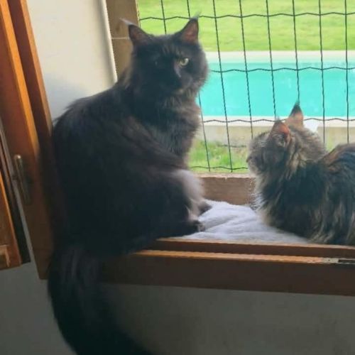 Chatons maine coon loof black smoke et black solid #9