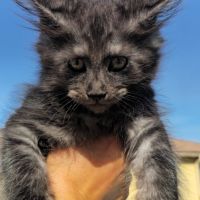 Chatons maine coon loof black smoke et black solid #1