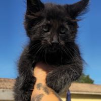 Chatons maine coon loof black smoke et black solid #0