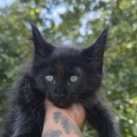 Chatons maine coon loof black smoke et black solid #3