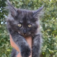 Chatons maine coon loof black smoke et black solid #6