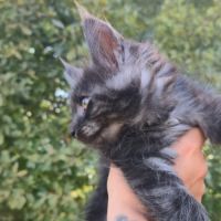 Chatons maine coon loof black smoke et black solid #7