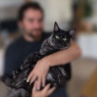 Chatons maine coon loof black smoke et black solid #8