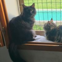 Chatons maine coon loof black smoke et black solid #9