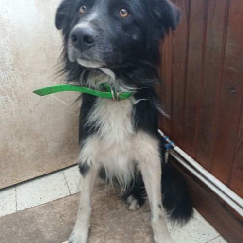 Donne border collie