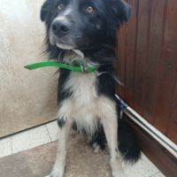 Donne border collie