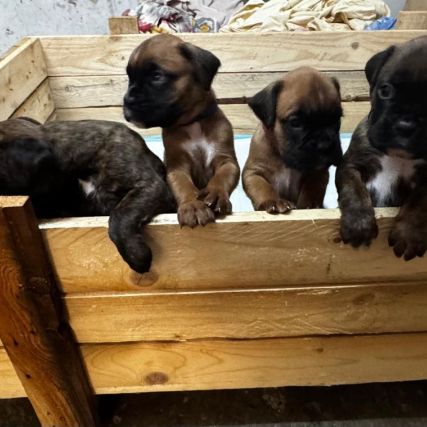 Chiots de race boxer lof