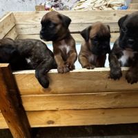 Chiots de race boxer lof