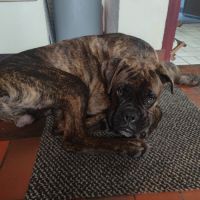Boxer 8 mois à donner
