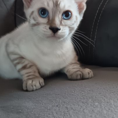 Chaton bengal #2