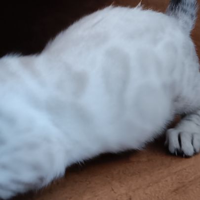 Chaton bengal