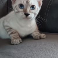 Chaton bengal #2