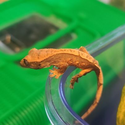 Gecko à crête juvénile #2