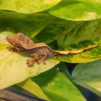 Gecko à crête juvénile #0
