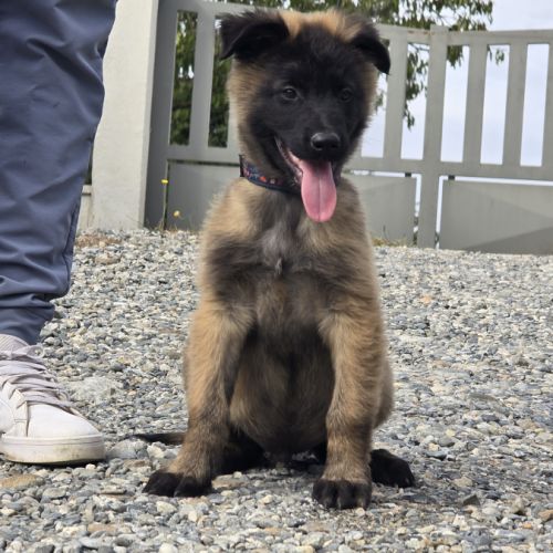 Berger belge lof male