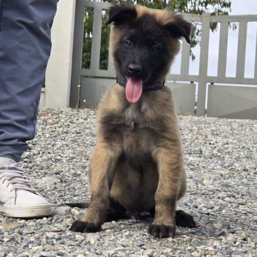 Berger belge lof male #3