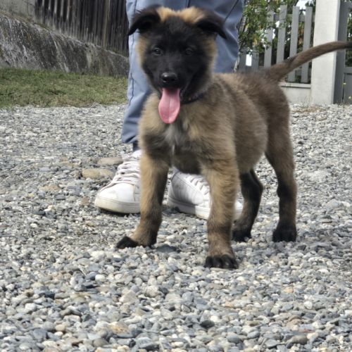 Berger belge lof male #5