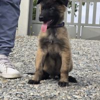 Berger belge lof male #1