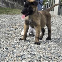 Berger belge lof male #4