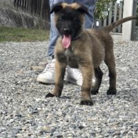 Berger belge lof male #5