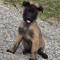 Berger belge lof male #6