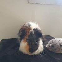 Neun - cochon d'inde mâle #1