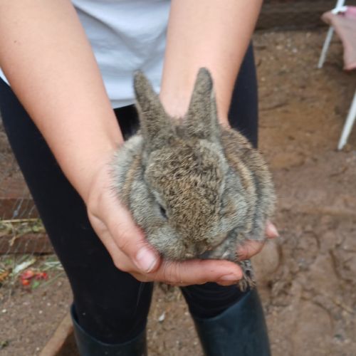 Lapins nains #1