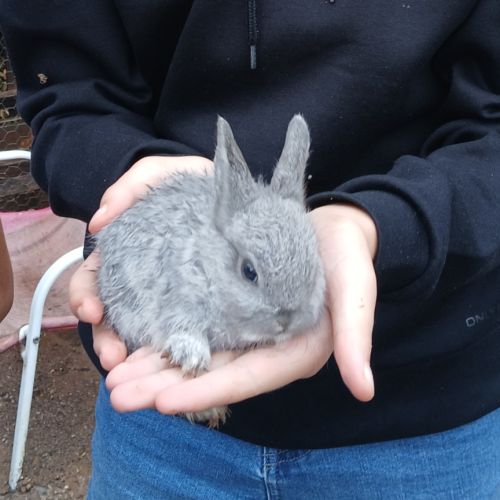 Lapins nains