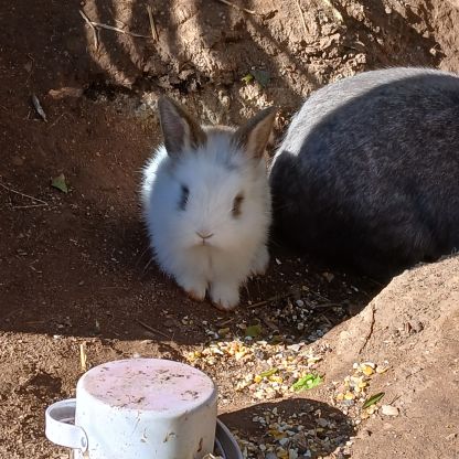 Lapins nains #3
