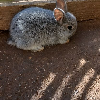 Lapins nains #4