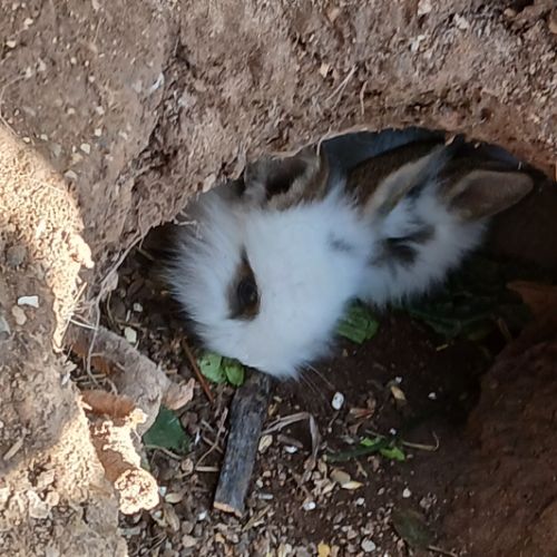 Lapins nains #5