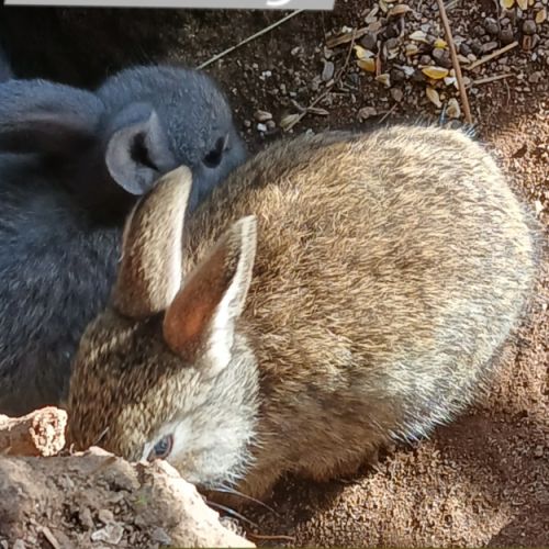 Lapins nains #7