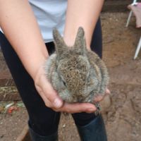 Lapins nains #1