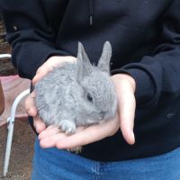 Lapins nains #0