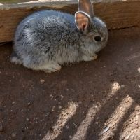 Lapins nains #4