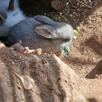 Lapins nains #6
