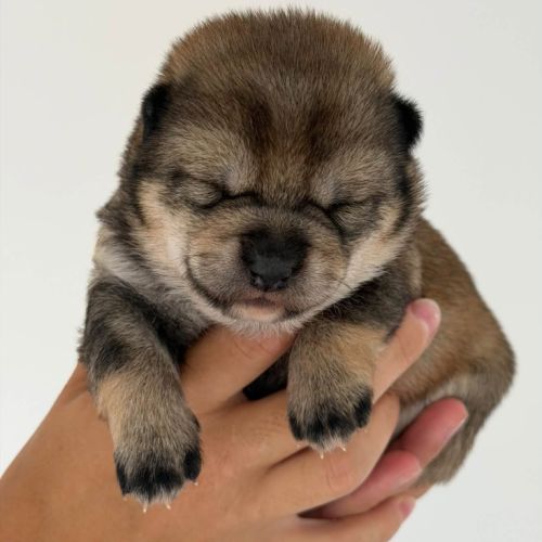 Shiba inu lof – prestigieuses origines japonaises #2